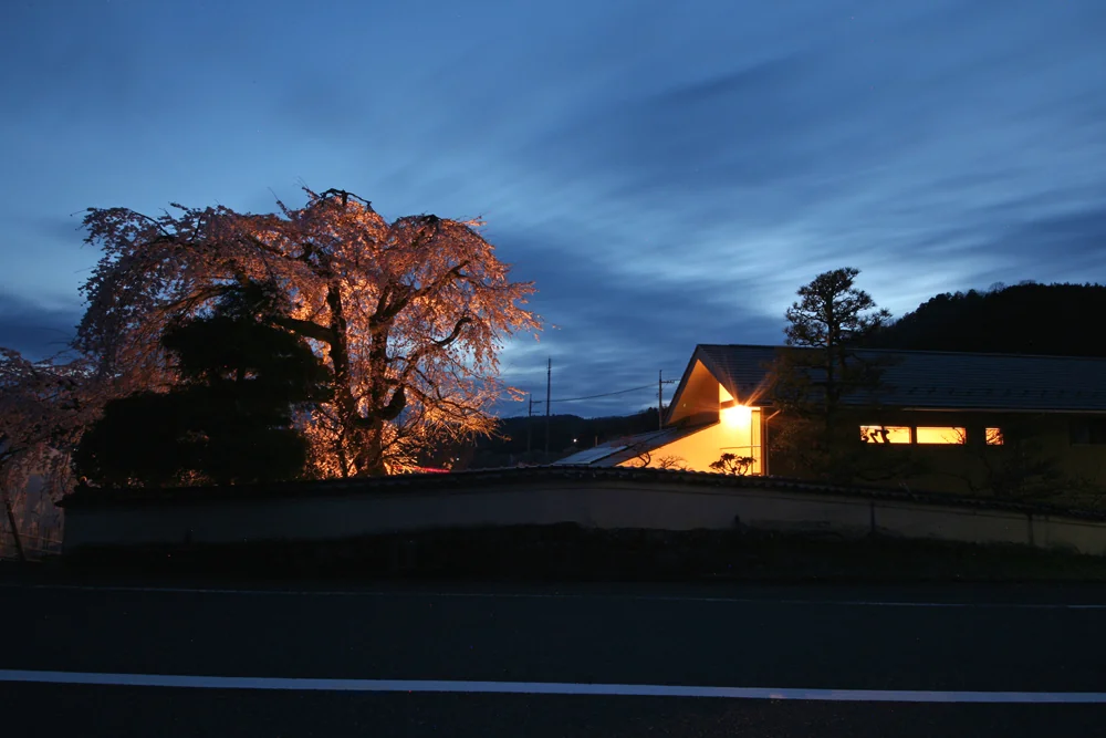 しだれ桜はライトアップされる