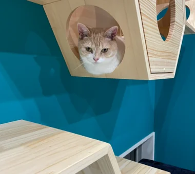 猫と暮らす家｜自然と暮らす家｜ルームツアー｜注文住宅
