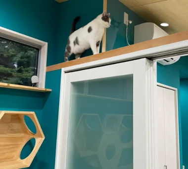 猫と暮らす家｜自然と暮らす家｜ルームツアー｜注文住宅