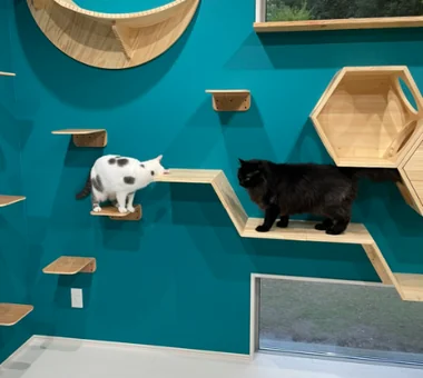 猫と暮らす家｜自然と暮らす家｜ルームツアー｜注文住宅