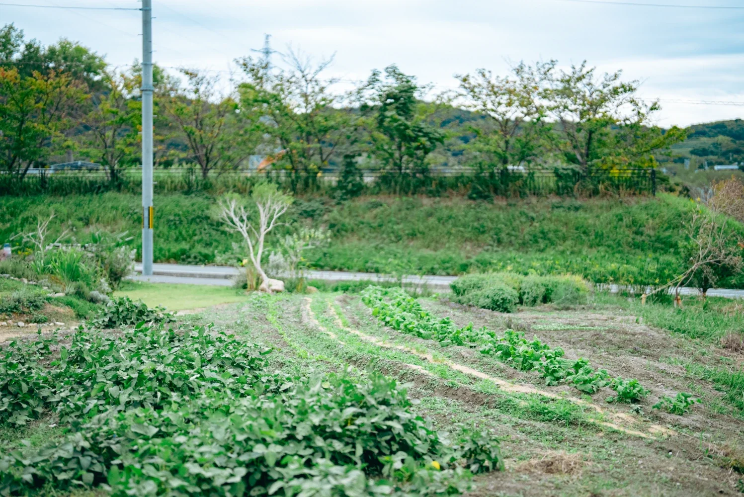 GARDEN（aem）