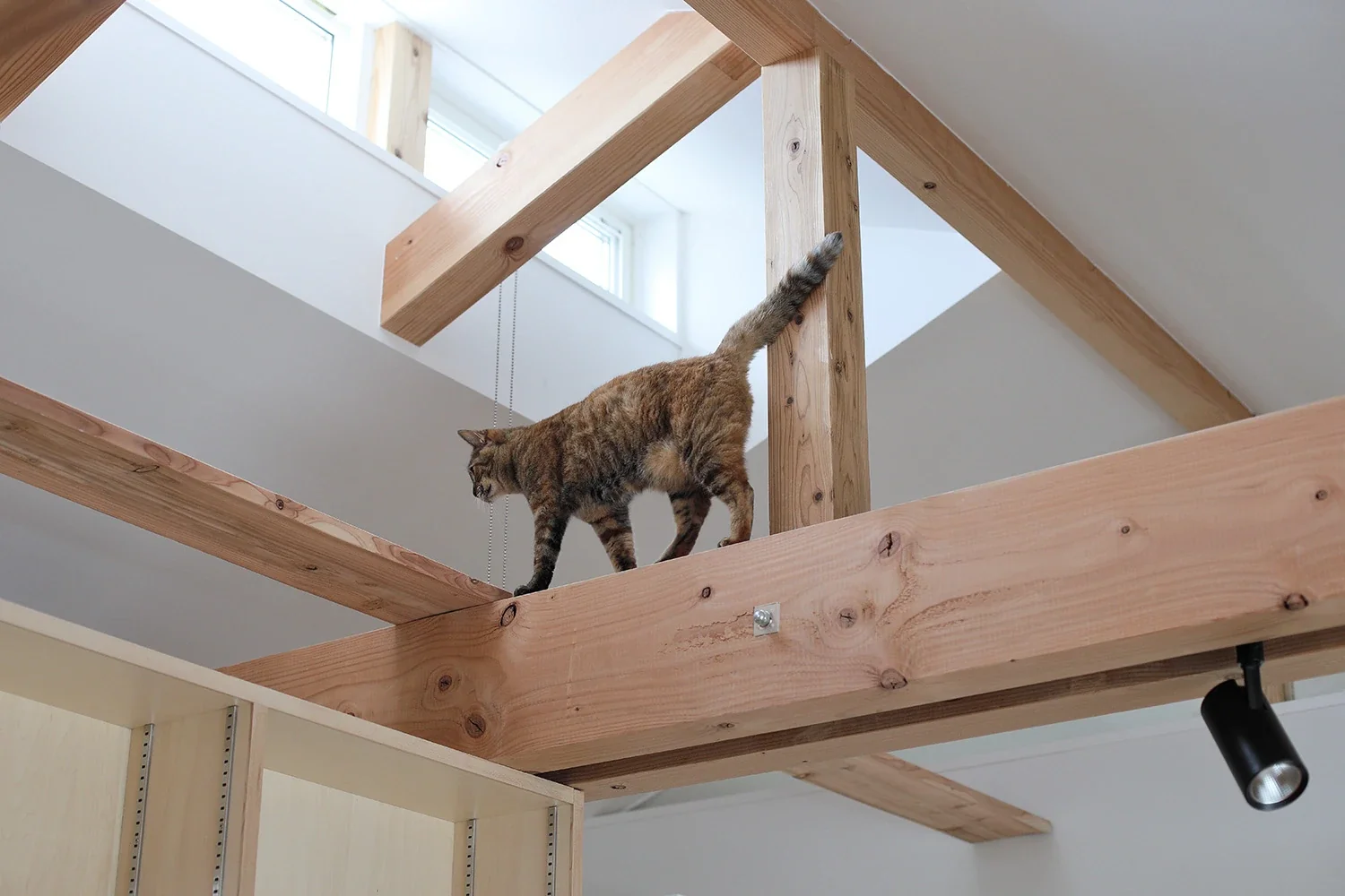 The roof-supporting timber members are doubled to sandwich the posts and ensure a passageway for the cats.