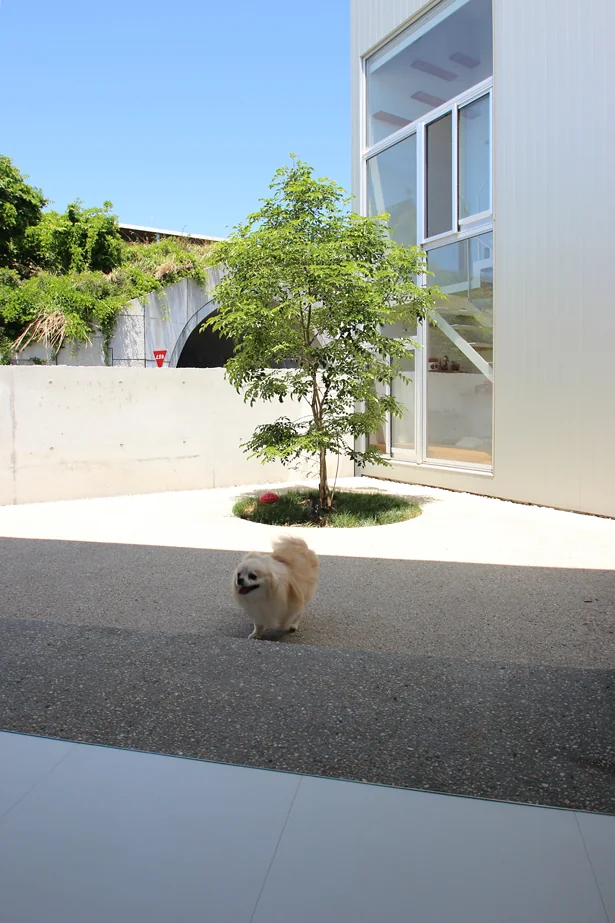 リビングの北側にある中庭は、愛犬が自由に走り回れる場所