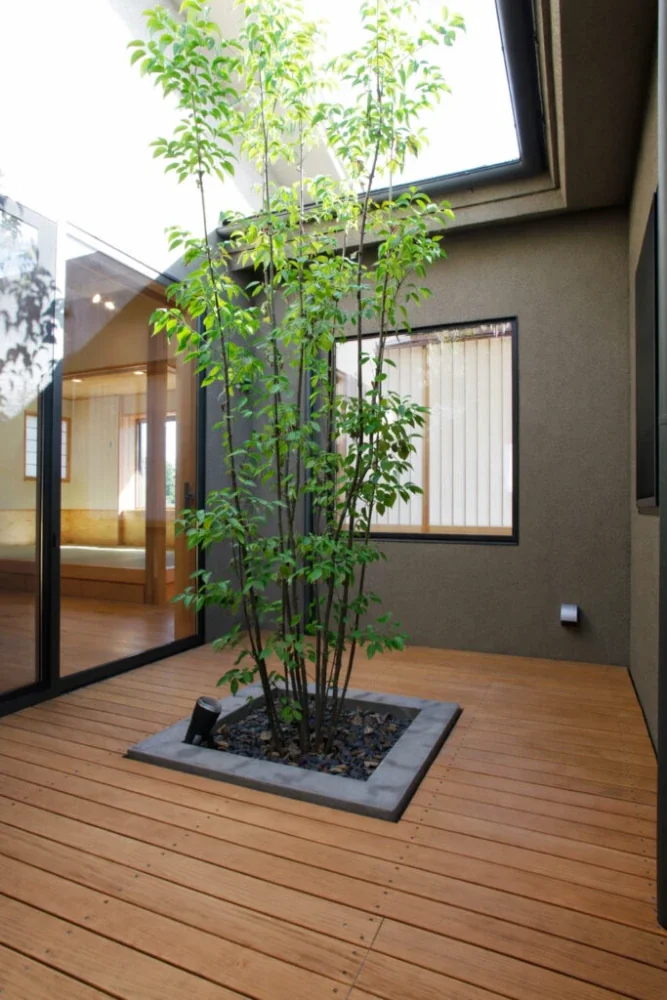 ヤマボウシを植えた中庭です。身近に季節の移り変わりを楽しむことができます。