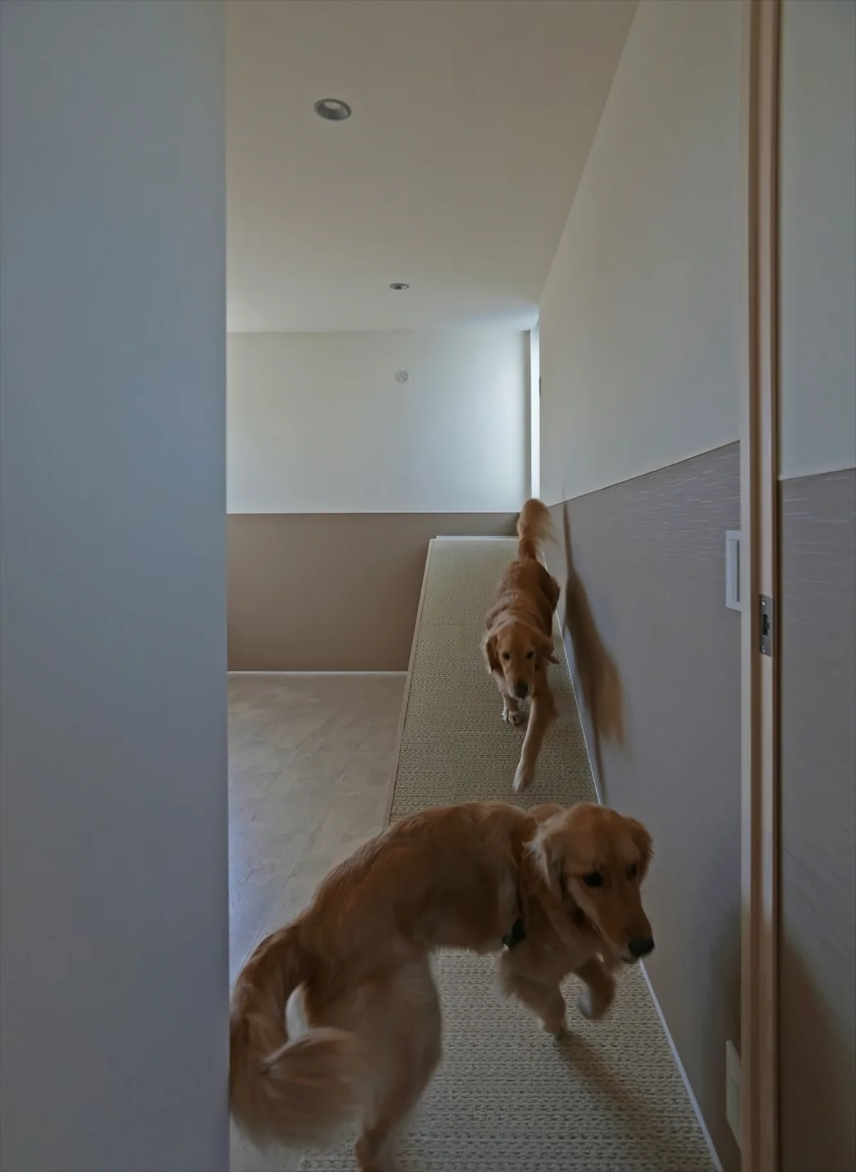Slope House Designed for Two Large Dogs