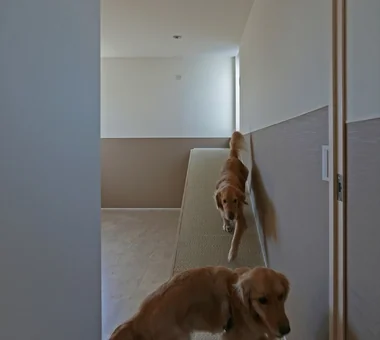 为两只大型犬设计的斜坡住宅｜木之居｜房屋参观｜定制住宅
