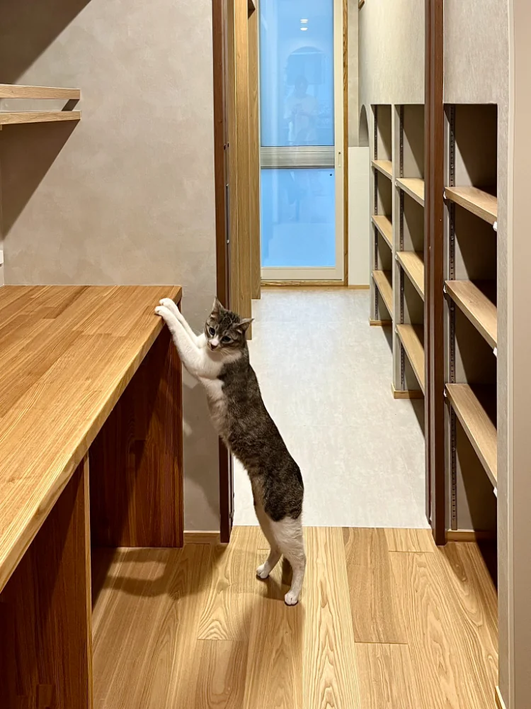 猫ちゃんによるもう一つの施主検査がおこなれました。お引越しの朝
