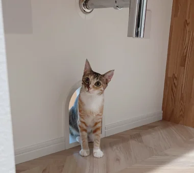 猫と本の家｜マンションリノベーション｜猫と暮らす家｜注文住宅｜洗面所